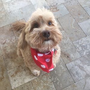 Meet your Posher, Luz